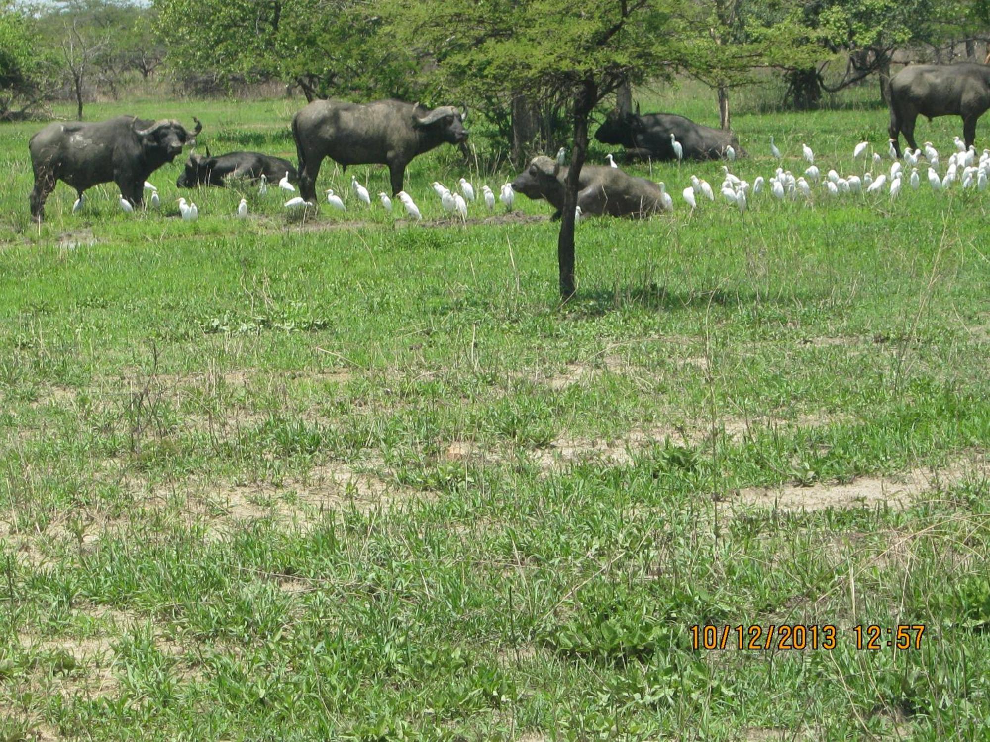Lochinvar Safari Lodge Of Lochinvar National Park - Zambia Dış mekan fotoğraf
